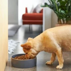 Frisco Modern Gold Rim Ceramic Dog & Cat Bowl 9 Frisco Modern Gold Rim Ceramic Dog & Cat Bowl -Blue Buffalo || ROYAL CANIN || Wellness Sales 270187 PT2. AC SS1800 V1620761883