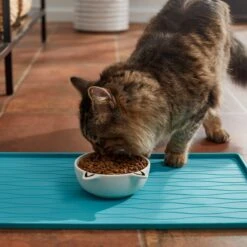 Frisco Cat Face Non-skid Ceramic Cat Bowl, White -Blue Buffalo || ROYAL CANIN || Wellness Sales 270229 PT3. AC SS1800 V1620762318