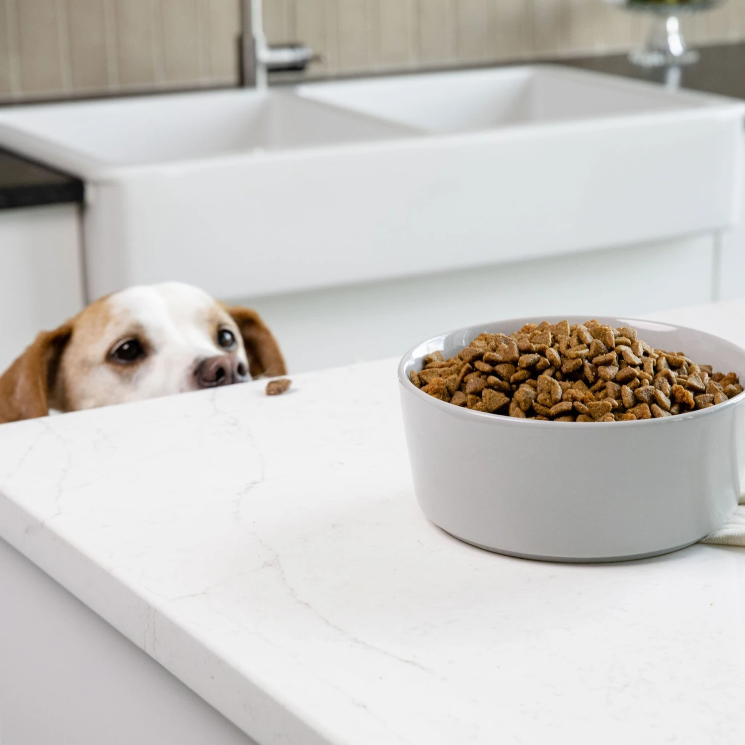 Waggo Simple Solid Ceramic Dog & Cat Bowl 4 Waggo Simple Solid Ceramic Dog & Cat Bowl - Image 2