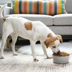 Waggo Simple Solid Ceramic Dog & Cat Bowl 10 Waggo Simple Solid Ceramic Dog & Cat Bowl -Blue Buffalo || ROYAL CANIN || Wellness Sales 277061 PT3. AC SS1800 V1697132322