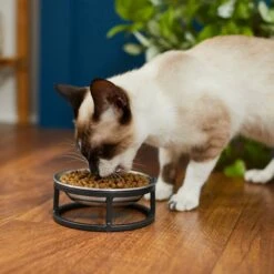 Frisco Elevated Stainless Steel Dish Cat Bowl, 1 Cup -Blue Buffalo || ROYAL CANIN || Wellness Sales 277517 PT3. AC SS1800 V1630347977