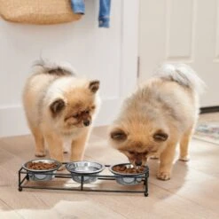 Frisco Multi Pet Feeding 3-Bowls Straight Stainless Steel Dog & Cat Bowl 11 Frisco Multi Pet Feeding 3-Bowls Straight Stainless Steel Dog & Cat Bowl -Blue Buffalo || ROYAL CANIN || Wellness Sales 277568 PT2. AC SS1800 V1630346795