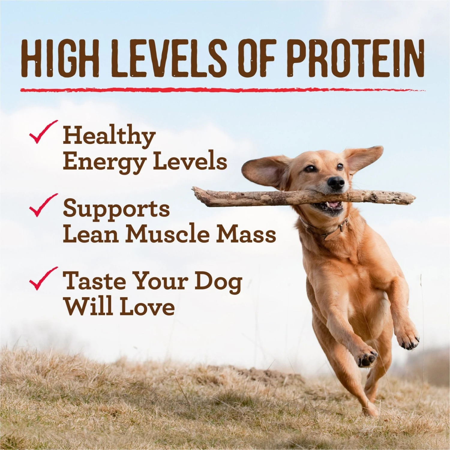 Merrick Grain-Free Slow-Cooked BBQ Kentucky Style With Chopped Lamb Wet Dog Food, 12.7-oz Can, Case Of 12 7 Merrick Grain-Free Slow-Cooked BBQ Kentucky Style With Chopped Lamb Wet Dog Food, 12.7-oz Can, Case Of 12 - Image 5