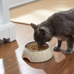 Disney Winnie The Pooh Non-Skid Stainless Steel With Melamine Stand Dog & Cat Bowl, Yellow -Blue Buffalo || ROYAL CANIN || Wellness Sales 280632 PT3. AC SS1800 V1629986909