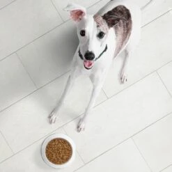 Nutro Ultra High Protein Adult Dry Dog Food & Nutro Crunchy With Real Mixed Berries Dog Treats -Blue Buffalo || ROYAL CANIN || Wellness Sales 293464 PT8. AC SS1800 V1691177016