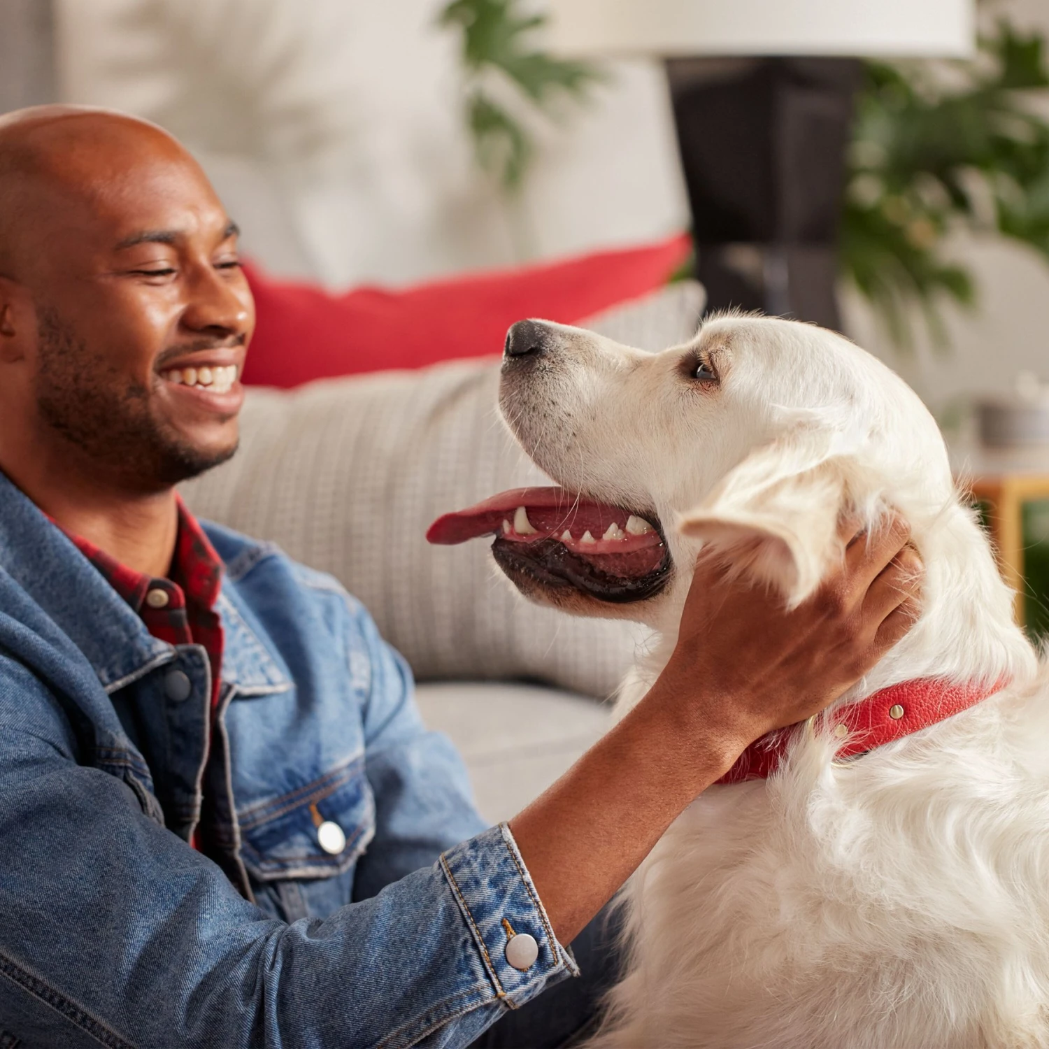 Purina ONE True Instinct Natural High Protein With Real Turkey & Venison Dry Dog Food & Milk-Bone Original Large Biscuit Dog Treats 7 Purina ONE True Instinct Natural High Protein With Real Turkey & Venison Dry Dog Food & Milk-Bone Original Large Biscuit Dog Treats - Image 5