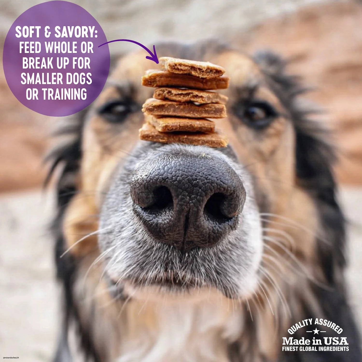 Wellness Complete Health Adult Whitefish & Sweet Potato Recipe Dry Dog Food & Wellness The Rewarding Life Lamb & Salmon Soft & Chewy Natural Dog Treats 10 Wellness Complete Health Adult Whitefish & Sweet Potato Recipe Dry Dog Food & Wellness The Rewarding Life Lamb & Salmon Soft & Chewy Natural Dog Treats - Image 8