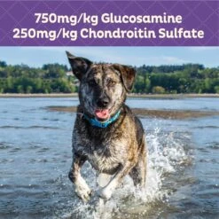 Old Mother Hubbard By Wellness Mother's Solutions Hip & Joint Natural Oven-Baked Biscuits Dog Treats & Wellness CORE Bowl Boosters Joint Health Adult Dry Dog Food Topper, 4-oz Bag -Blue Buffalo || ROYAL CANIN || Wellness Sales 298362 PT8. AC SS1800 V1703195409