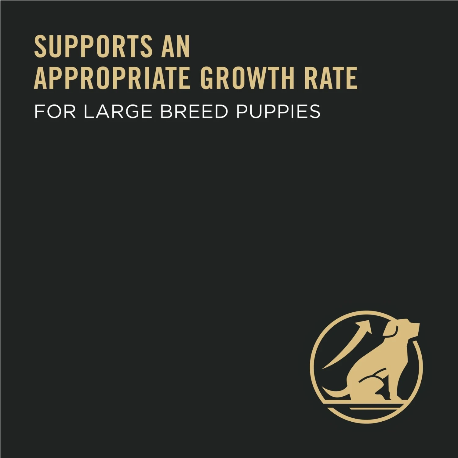 Purina Pro Plan High Protein Chicken & Rice Formula Large Breed Dry Puppy Food & Wellness Soft Puppy Bites Lamb & Salmon Recipe Grain-Free Natural Dog Treats 11 Purina Pro Plan High Protein Chicken & Rice Formula Large Breed Dry Puppy Food & Wellness Soft Puppy Bites Lamb & Salmon Recipe Grain-Free Natural Dog Treats - Image 9