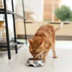 Frisco Animal Design Stainless Steel Dog & Cat Bowl -Blue Buffalo || ROYAL CANIN || Wellness Sales 311960 PT3. AC SS1800 V1642542415