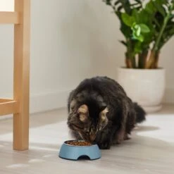 Frisco Coral Design Stainless Steel Dog & Cat Bowl 13 Frisco Coral Design Stainless Steel Dog & Cat Bowl -Blue Buffalo || ROYAL CANIN || Wellness Sales 311972 PT3. AC SS1800 V1642542435