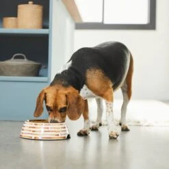 Frisco Copper Print Design Stainless Steel Dog & Cat Bowl 12 Frisco Copper Print Design Stainless Steel Dog & Cat Bowl -Blue Buffalo || ROYAL CANIN || Wellness Sales 311975 PT2. AC SS1800 V1642542895