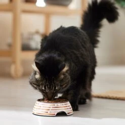 Frisco Copper Print Design Stainless Steel Dog & Cat Bowl 13 Frisco Copper Print Design Stainless Steel Dog & Cat Bowl -Blue Buffalo || ROYAL CANIN || Wellness Sales 311975 PT3. AC SS1800 V1642542357