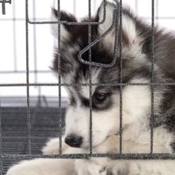 Pet Adobe Hanging Dog Bowl Set 14 Pet Adobe Hanging Dog Bowl Set -Blue Buffalo || ROYAL CANIN || Wellness Sales 315037 PT5. AC SS1800 V1626388021