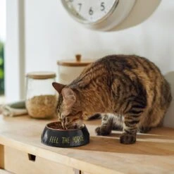 STAR WARS Melamine Stainless Steel Dog & Cat Bowl -Blue Buffalo || ROYAL CANIN || Wellness Sales 315268 PT3. AC SS1800 V1647282165