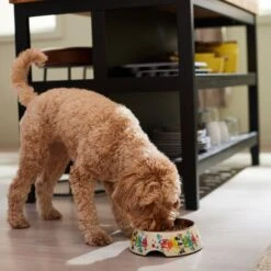 Disney Minnie Mouse Summer Bamboo Melamine Stainless Steel Dog & Cat Bowl -Blue Buffalo || ROYAL CANIN || Wellness Sales 315339 PT2. AC SS1800 V1647282132
