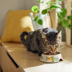 Disney Minnie Mouse Summer Bamboo Melamine Stainless Steel Dog & Cat Bowl -Blue Buffalo || ROYAL CANIN || Wellness Sales 315339 PT3. AC SS1800 V1647282351