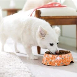 Disney Mickey Mouse Orange Bamboo Melamine Stainless Steel Dog & Cat Bowl -Blue Buffalo || ROYAL CANIN || Wellness Sales 315346 PT2. AC SS1800 V1647283263