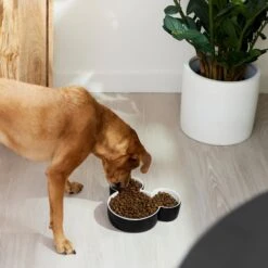 Disney Mickey Mouse Ceramic Dog & Cat Bowl -Blue Buffalo || ROYAL CANIN || Wellness Sales 315360 PT2. AC SS1800 V1647283421