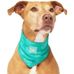 Canada Pooch Wet Reveal Smiley Cooling Dog Bandana