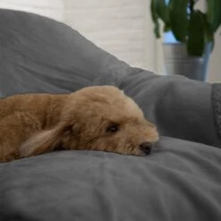 PetAmi Waterproof Couch Cat & Dog Blanket 14 PetAmi Waterproof Couch Cat & Dog Blanket -Blue Buffalo || ROYAL CANIN || Wellness Sales 326525 PT7. AC SS1800 V1631894016