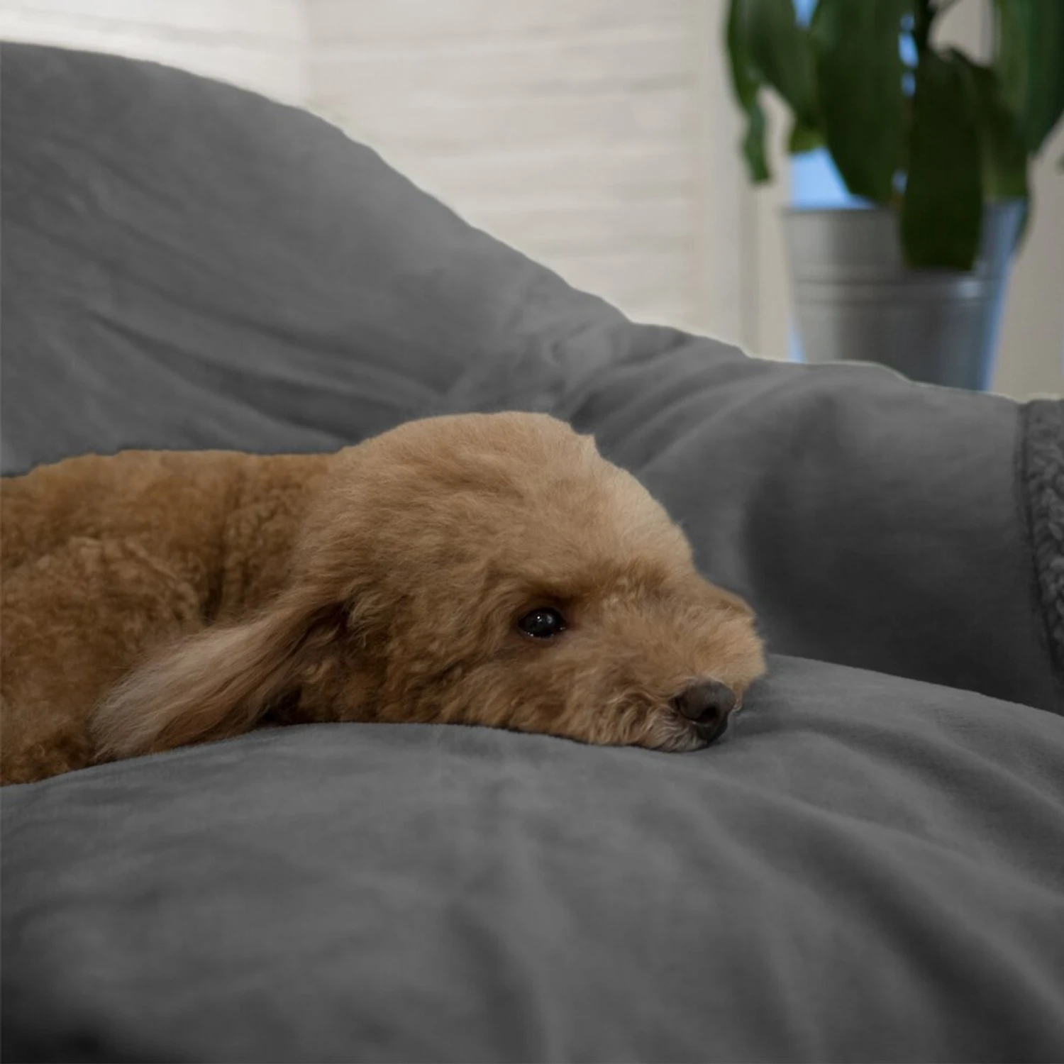 PetAmi Waterproof Couch Cat & Dog Blanket 8 PetAmi Waterproof Couch Cat & Dog Blanket - Image 6