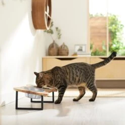 Frisco Premium Wood Elevated Bone Shape Stainless Steel Double Diner Dog & Cat Bowl, 3 Cup -Blue Buffalo || ROYAL CANIN || Wellness Sales 331497 PT3. AC SS1800 V1657656892