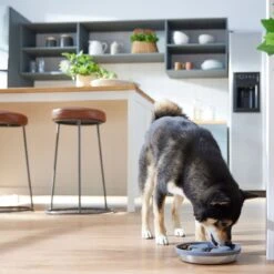 Frisco Silicone Stainless Paw Steel Slow Feeder Dog & Cat Bowl -Blue Buffalo || ROYAL CANIN || Wellness Sales 331528 PT2. AC SS1800 V1657656874
