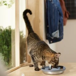 Frisco Silicone Stainless Paw Steel Slow Feeder Dog & Cat Bowl -Blue Buffalo || ROYAL CANIN || Wellness Sales 331528 PT3. AC SS1800 V1657656874