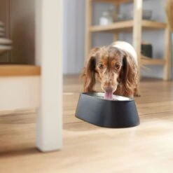 Frisco Long Eared Breed Stainless Steel Dog Bowl, Black, 2 Cup -Blue Buffalo || ROYAL CANIN || Wellness Sales 331530 PT2. AC SS1800 V1657656874