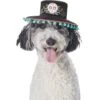 Frisco Day Of The Dead Dog & Cat Hat -Blue Buffalo || ROYAL CANIN || Wellness Sales 334497 MAIN. AC SS1800 V1658368685