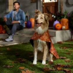 Frisco Spider Webbed Dog & Cat Costume Cape -Blue Buffalo || ROYAL CANIN || Wellness Sales 334972 PT6. AC SS1800 V1657729812