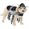 Frisco Spider Dog & Cat Costume -Blue Buffalo || ROYAL CANIN || Wellness Sales 335017 MAIN. AC SS1800 V1658718137