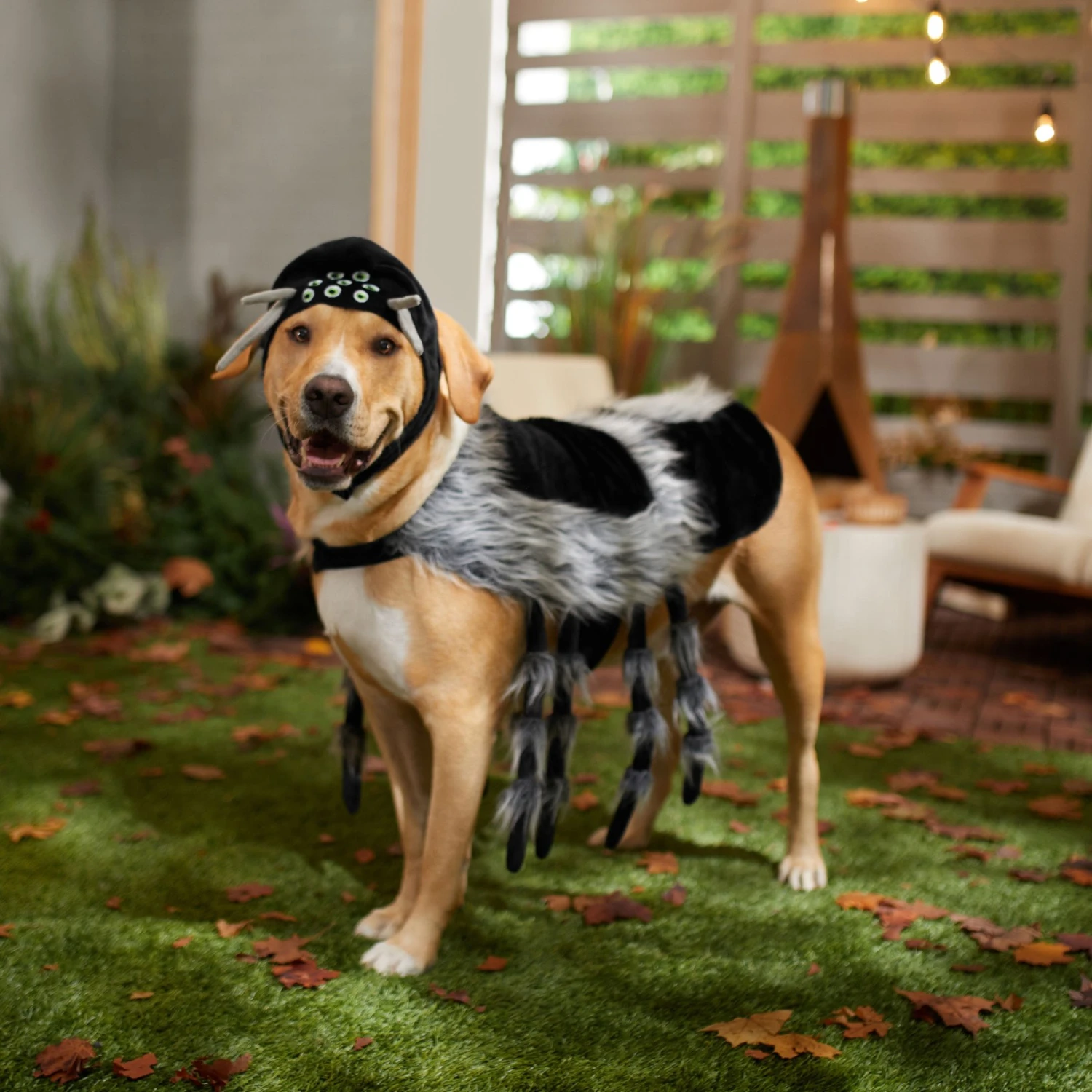 Frisco Spider Dog & Cat Costume 8 Frisco Spider Dog & Cat Costume - Image 6