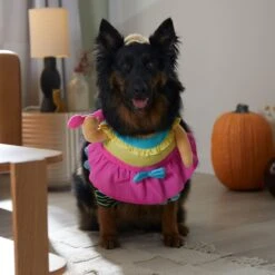 Frisco Front Walking Workout Girl Dog & Cat Costume -Blue Buffalo || ROYAL CANIN || Wellness Sales 335111 PT7. AC SS1800 V1657656881