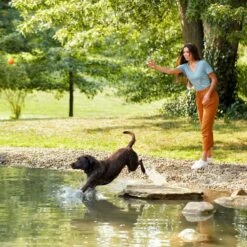 Nature's Recipe Grain-Free Salmon, Sweet Potato & Pumpkin Recipe Dry Dog Food -Blue Buffalo || ROYAL CANIN || Wellness Sales 355834 PT5. AC SS1800 V1640648220