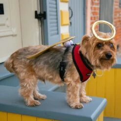 Pet Krewe Angel Wings Gold Dog Costume, One Size -Blue Buffalo || ROYAL CANIN || Wellness Sales 361134 PT5. AC SS1800 V1648073861