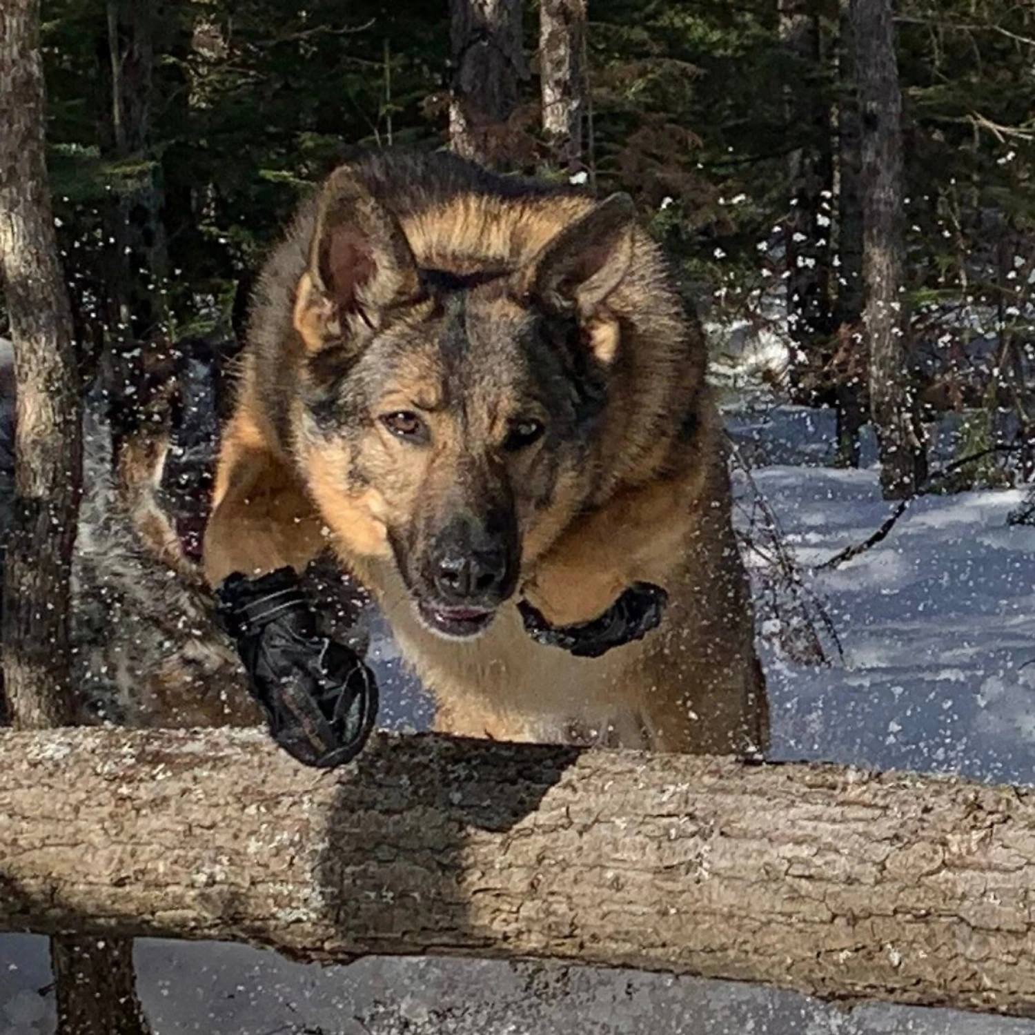 Muttluks Trackers All-Season Dog Boots, Black, 2 Count 4 Muttluks Trackers All-Season Dog Boots, Black, 2 Count - Image 2