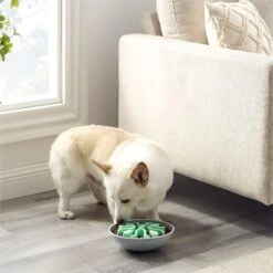 Outward Hound Fun Feeder Wobble Slo-Bowl Dog Bowl, Mint 13 Outward Hound Fun Feeder Wobble Slo-Bowl Dog Bowl, Mint -Blue Buffalo || ROYAL CANIN || Wellness Sales 363002 PT5. AC SS1800 V1694287364