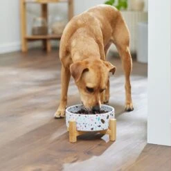 Frisco Elevated Terrazzo Non-skid Ceramic Bowl With Bamboo Stand 13 Frisco Elevated Terrazzo Non-skid Ceramic Bowl With Bamboo Stand -Blue Buffalo || ROYAL CANIN || Wellness Sales 363375 PT2. AC SS1800 V1657657266