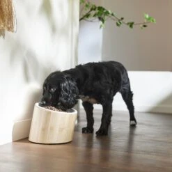 Frisco Elevated Slanted Bamboo Melamine Non-Skid Dog Bowl With Bamboo Stand 12 Frisco Elevated Slanted Bamboo Melamine Non-Skid Dog Bowl With Bamboo Stand -Blue Buffalo || ROYAL CANIN || Wellness Sales 363387 PT2. AC SS1800 V1657657267