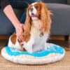 HappyCare Textiles 3D Realistic Donut Print Bolster Dog Bed -Blue Buffalo || ROYAL CANIN || Wellness Sales 366943 MAIN. AC SS1800 V1645647458