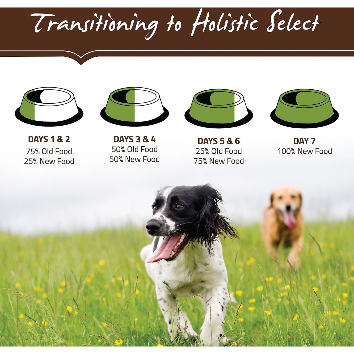 Holistic Select Adult Health Lamb Meal Recipe Dry Dog Food 10 Holistic Select Adult Health Lamb Meal Recipe Dry Dog Food - Image 8