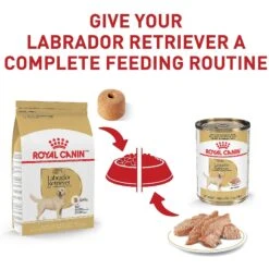 Royal Canin Breed Health Nutrition Labrador Retriever Adult Dry Dog Food -Blue Buffalo || ROYAL CANIN || Wellness Sales 48736 PT5. AC SS1800 V1697212824
