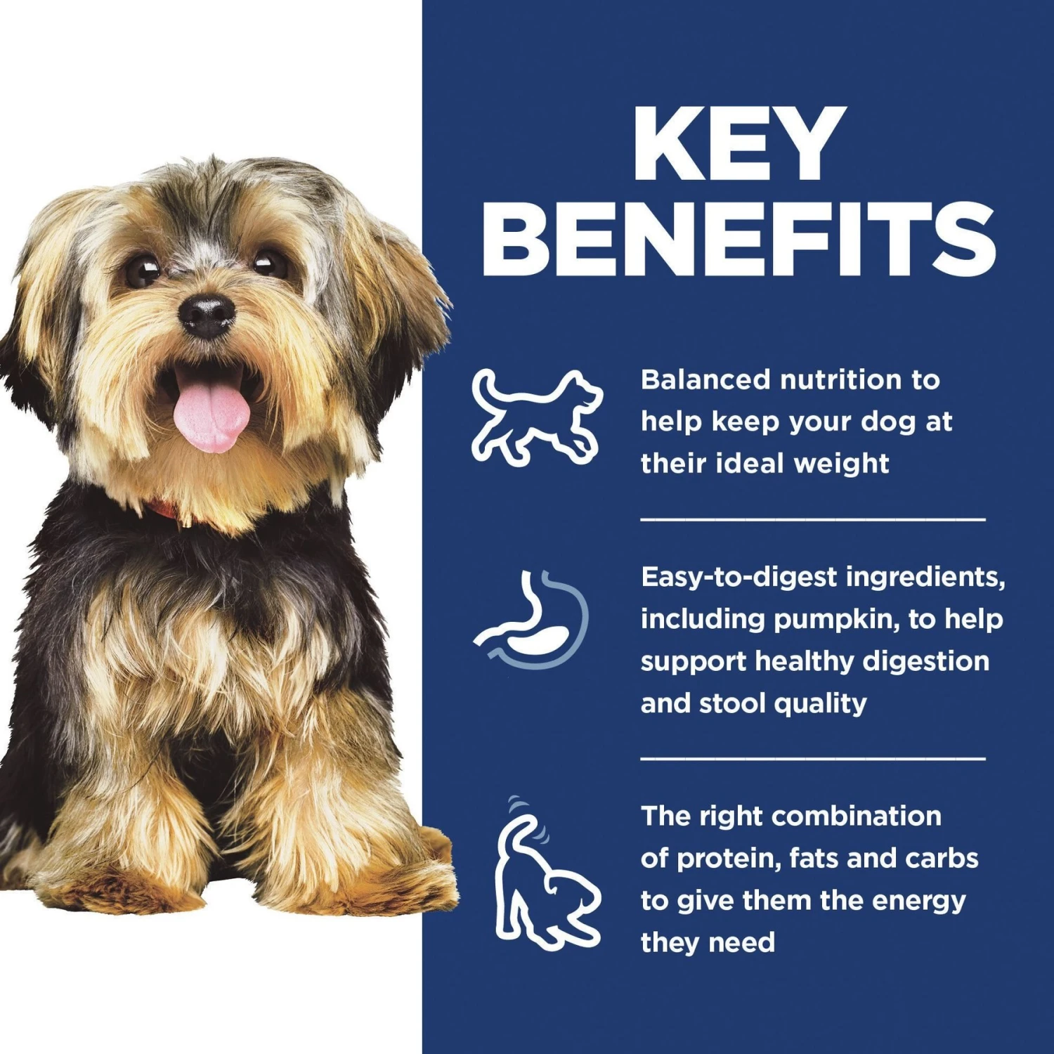 Hill's Science Diet Adult Small & Mini Chicken Meal & Rice Recipe Dry Dog Food 8 Hill's Science Diet Adult Small & Mini Chicken Meal & Rice Recipe Dry Dog Food - Image 6