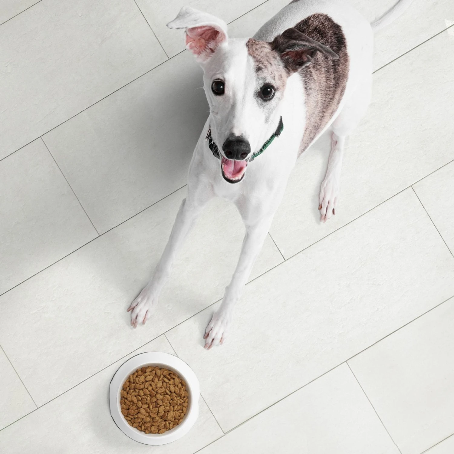 Nutro Ultra High Protein Adult Dry Dog Food 6 Nutro Ultra High Protein Adult Dry Dog Food - Image 4