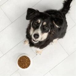 Nutro Ultra Large Breed High Protein Adult Dry Dog Food -Blue Buffalo || ROYAL CANIN || Wellness Sales 49637 PT3. AC SS1800 V1702678866