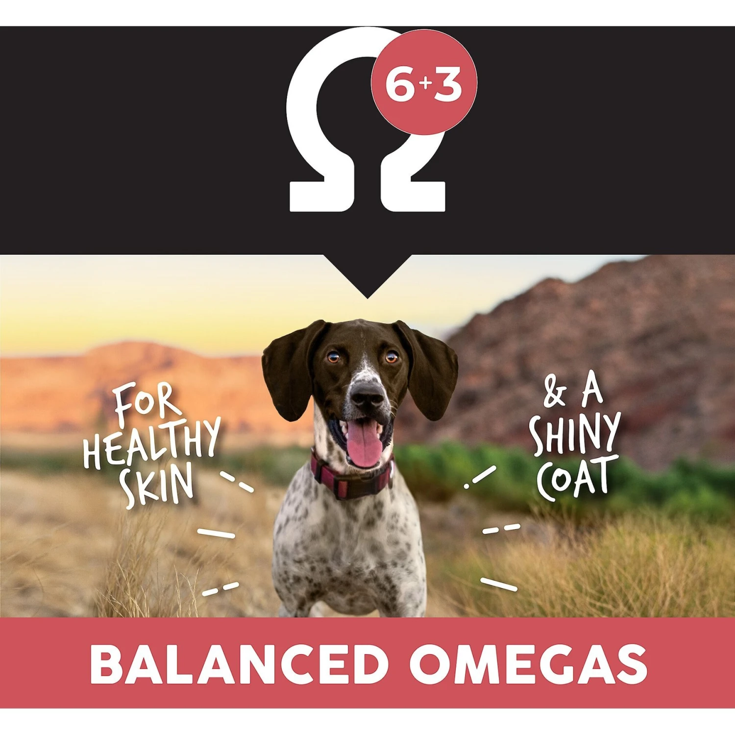 Ultimates Overland Grain-Free Red Beef & Potato Dry Dog Food 8 Ultimates Overland Grain-Free Red Beef & Potato Dry Dog Food - Image 6
