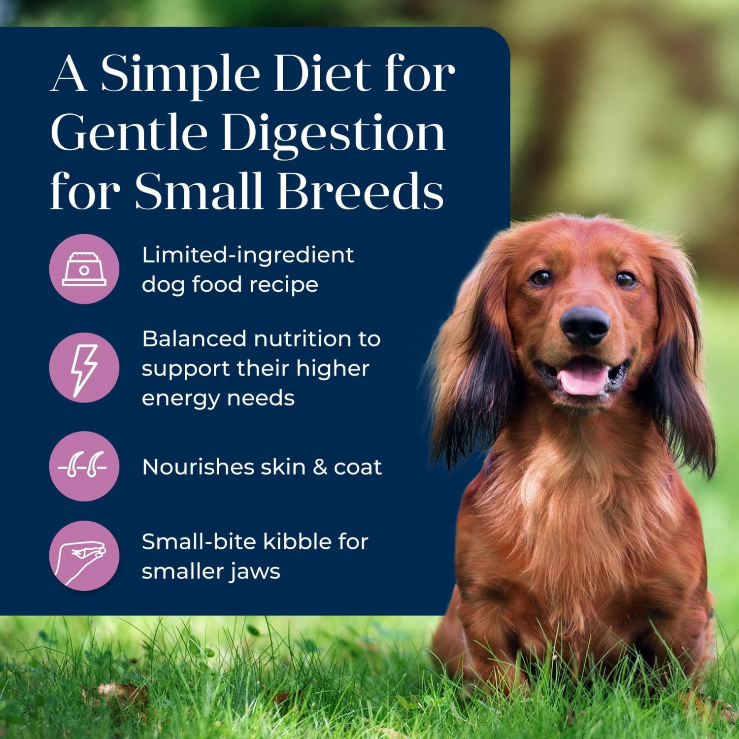 Blue Buffalo Basics Skin & Stomach Care Turkey & Potato Recipe Small Breed Adult Dry Dog Food 5 Blue Buffalo Basics Skin & Stomach Care Turkey & Potato Recipe Small Breed Adult Dry Dog Food - Image 3