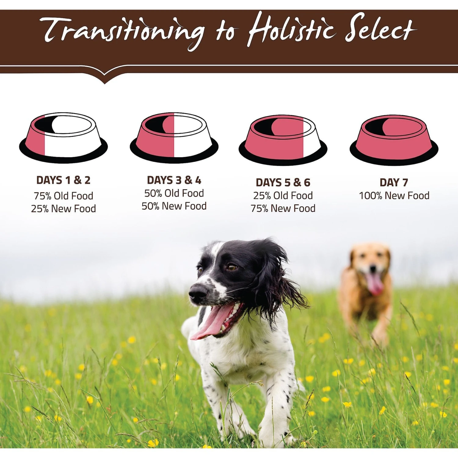 Holistic Select Adult & Puppy Grain-Free Salmon, Anchovy & Sardine Meal Recipe Dry Dog Food 10 Holistic Select Adult & Puppy Grain-Free Salmon, Anchovy & Sardine Meal Recipe Dry Dog Food - Image 8